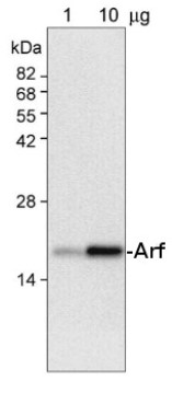 AtArf2 | ADP ribosylation factor 2 in the group Antibodies Plant/Algal  / Membrane Transport System / Endomembrane system at Agrisera AB (Antibodies for research) (AS09 476)
